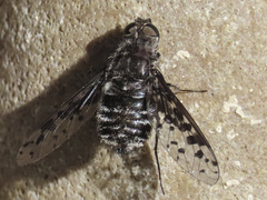 Anthrax melanopogon