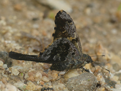 Cogia galbula