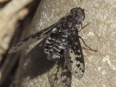 Anthrax melanopogon