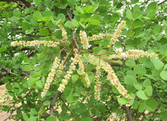 Senegalia nigrescens
