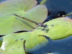 Austrocnemis maccullochi