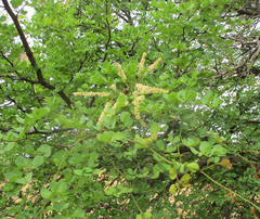 Senegalia nigrescens