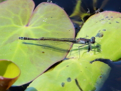 Austrocnemis maccullochi