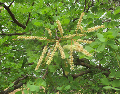 Senegalia nigrescens