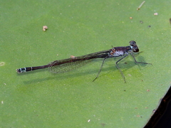 Austrocnemis maccullochi