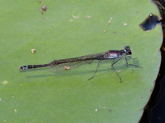 Austrocnemis maccullochi