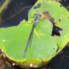 Austrocnemis maccullochi