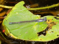 Austrocnemis maccullochi