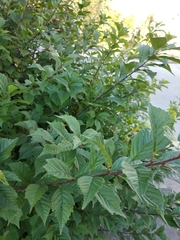 Prunus triloba