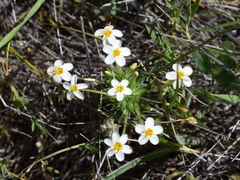 Leptosiphon parviflorus