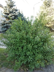 Prunus triloba