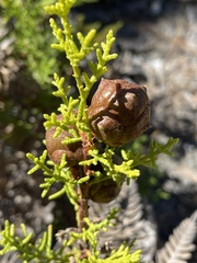 Cupressus goveniana
