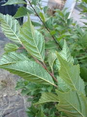 Prunus triloba