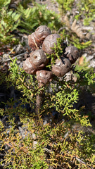Cupressus goveniana