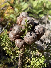 Cupressus goveniana