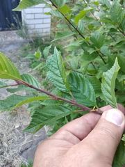 Prunus triloba
