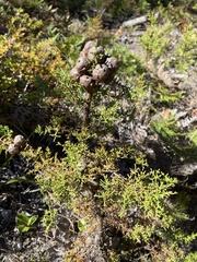 Cupressus goveniana