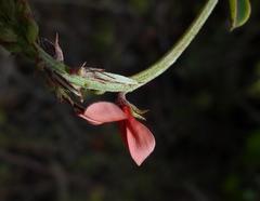 Indigofera porrecta