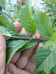 Prunus triloba
