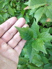 Prunus triloba