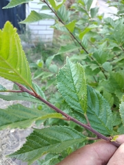 Prunus triloba