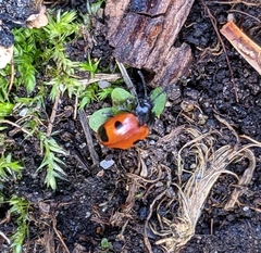 Endomychus biguttatus