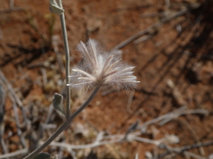 Ptilotus sessilifolius