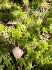 Sphagnum recurvum