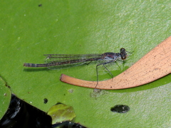 Austrocnemis maccullochi