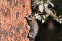 Petaurus australis