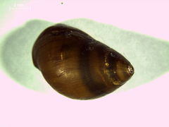 Caledomelanella