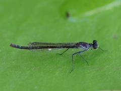 Austrocnemis maccullochi