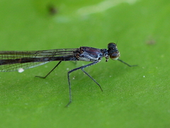 Austrocnemis maccullochi