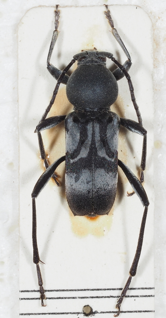 Plagionotulus westringii