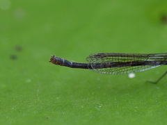Austrocnemis maccullochi