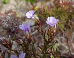Limonium scabrum scabrum
