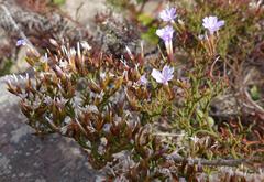 Limonium scabrum scabrum