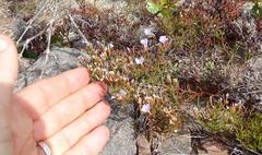 Limonium scabrum scabrum