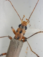 Copidita quadrimaculata