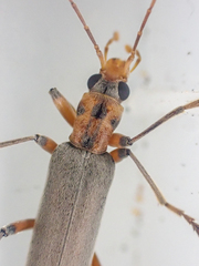 Copidita quadrimaculata