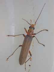Copidita quadrimaculata