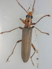 Copidita quadrimaculata