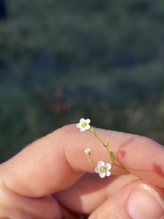 Euphorbia discoidalis