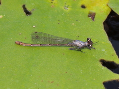 Austrocnemis maccullochi