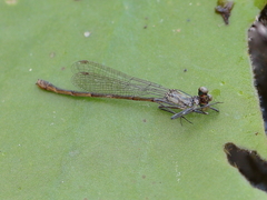 Austrocnemis maccullochi