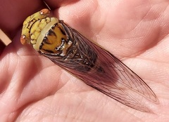 Macrotristria intersecta