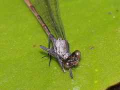 Austrocnemis maccullochi