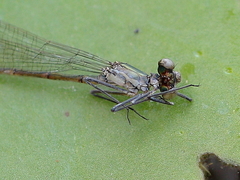 Austrocnemis maccullochi