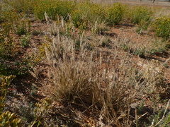 Enneapogon polyphyllus