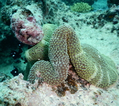 Stichodactyla mertensii